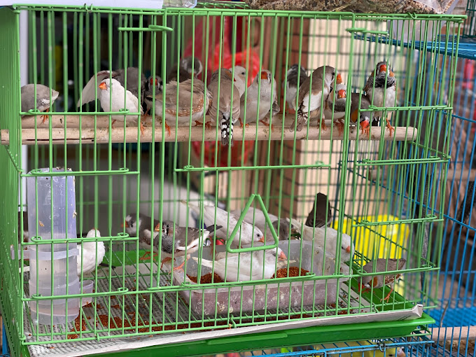 Cửa Hàng Cá Cảnh Thuỷ Sinh Chim Cảnh Kỳ Đồng