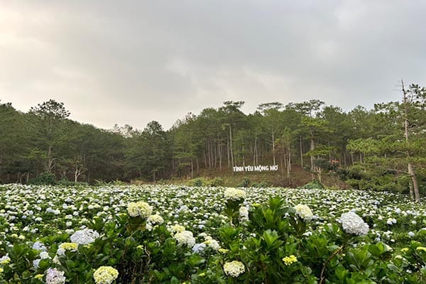 Vườn Hoa Cẩm Tú Cầu