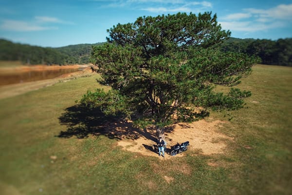 Bay flycam ở cây thông cô đơn