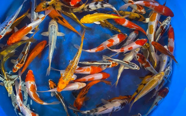 Đôrêmon Koi Farm Dalat